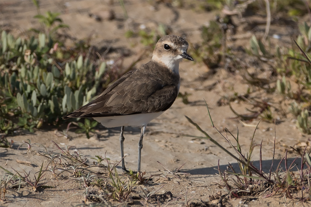 Kentish Plover
