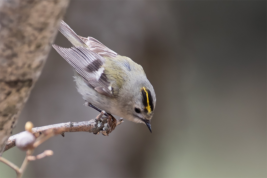 Goldcrest