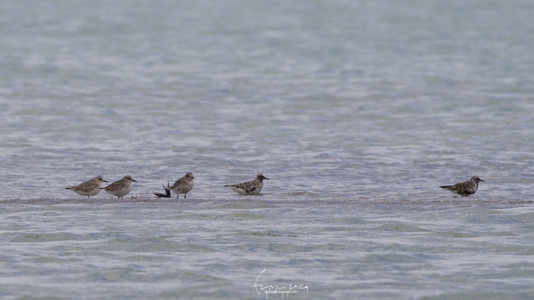 European Golden Plover