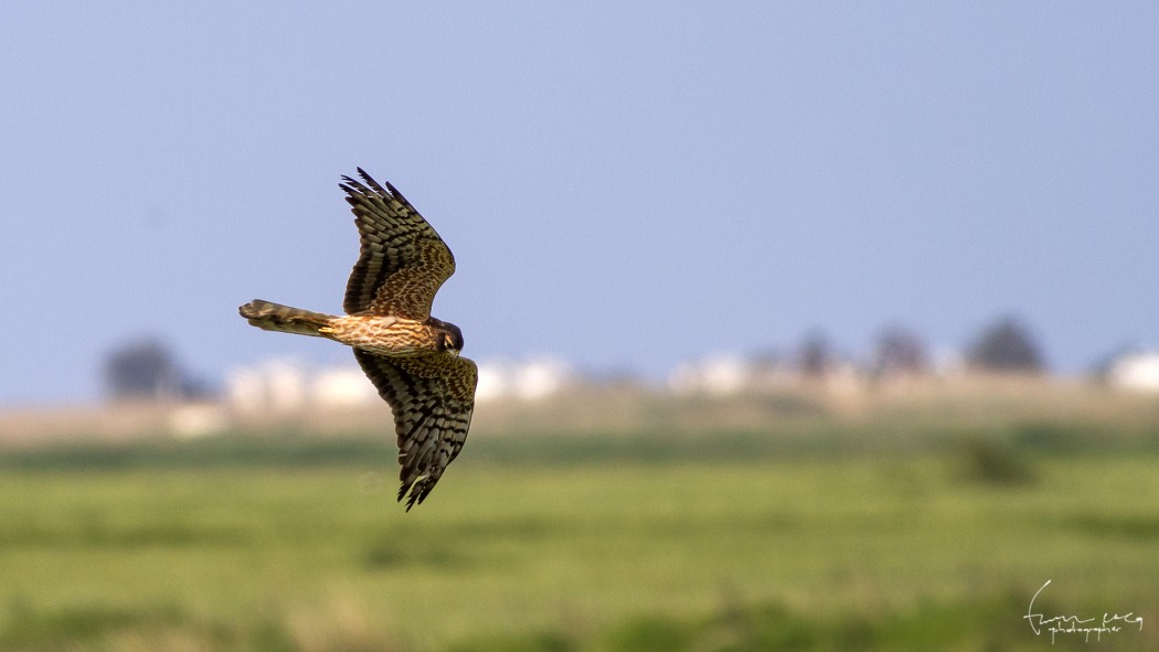 Montagu`s Harrier