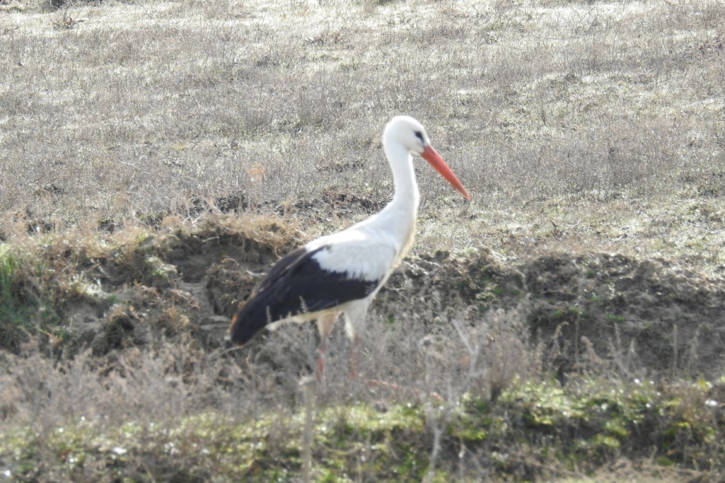 White Stork