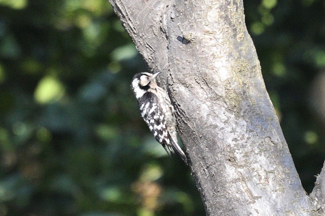 Lesser Spotted Woodpecker
