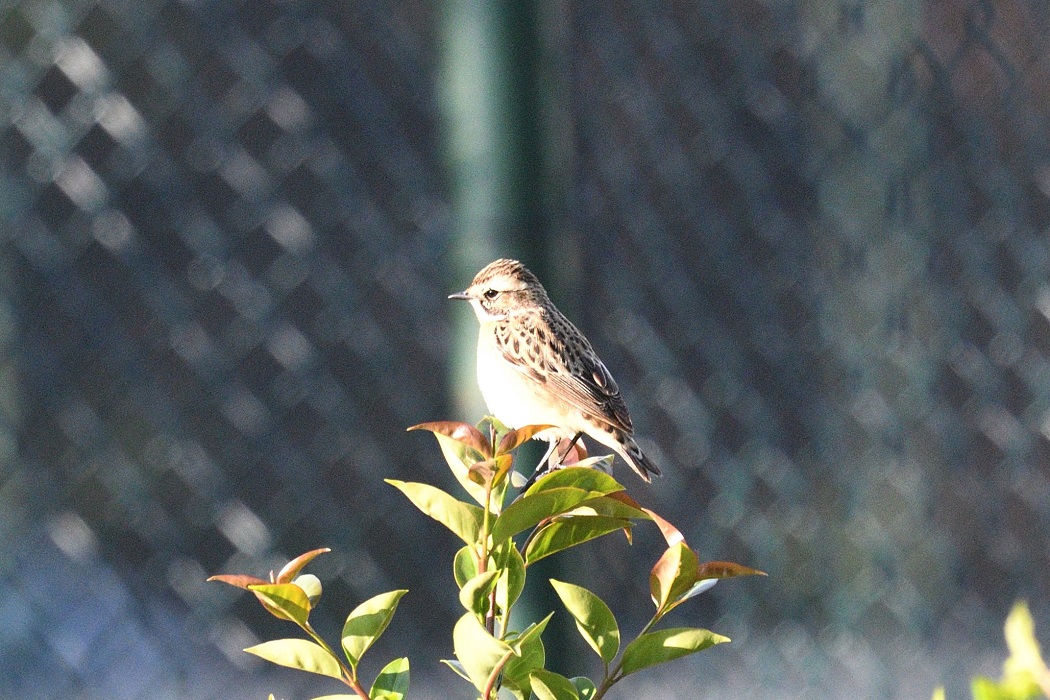 Whinchat