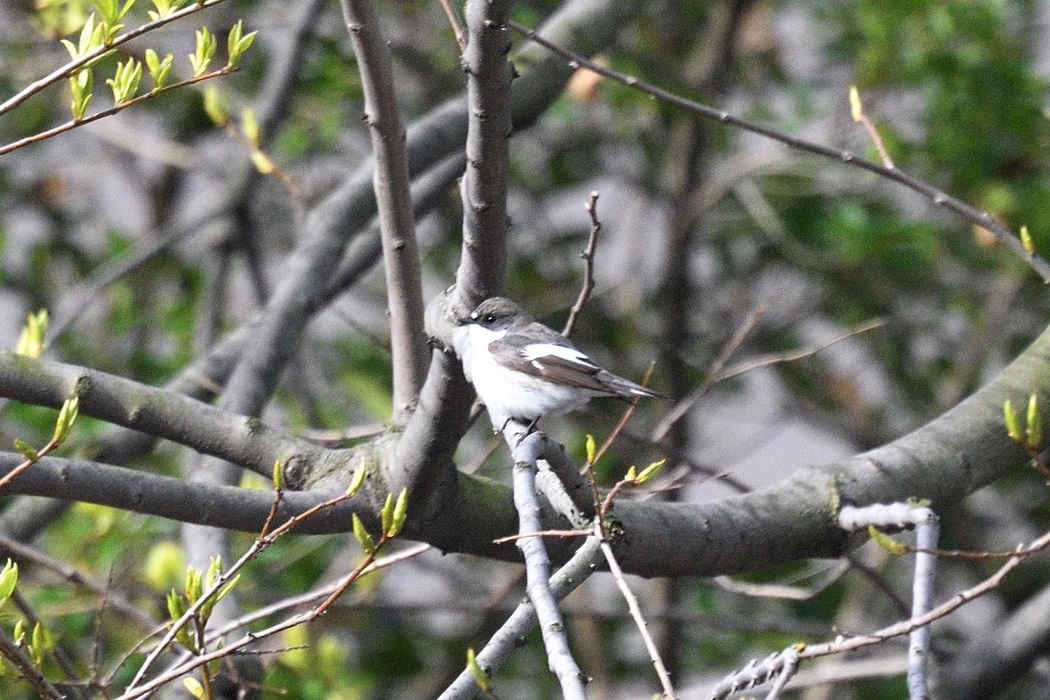 European Pied Flycatcher