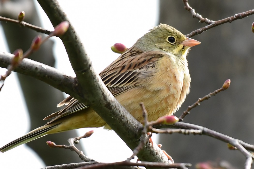 Ortolan Bunting