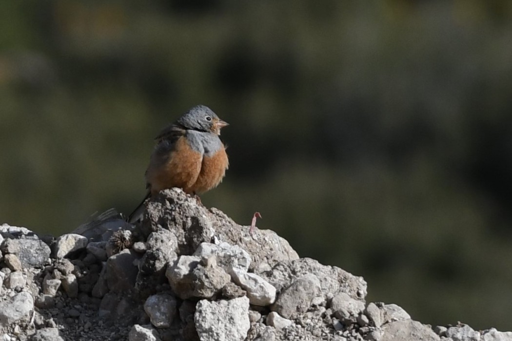 Cretzschmar`s Bunting