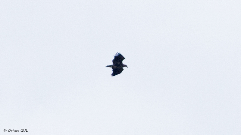 Akkuyruklu Kartal