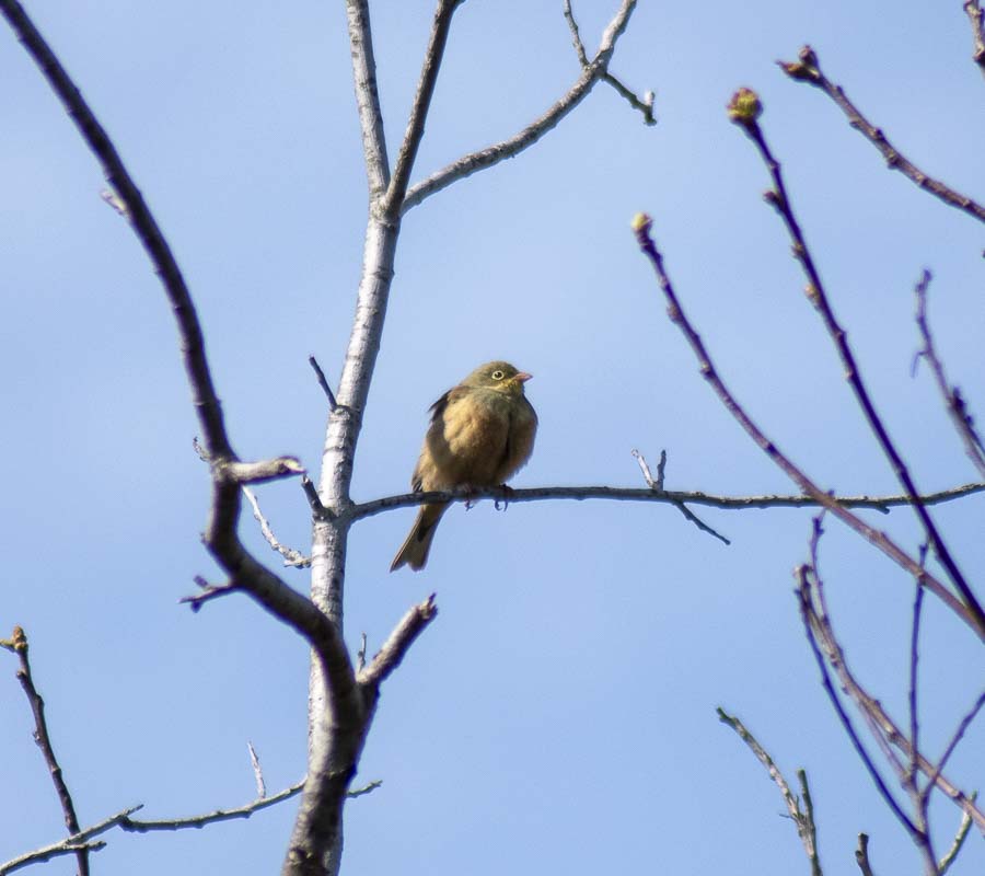 Ortolan Bunting