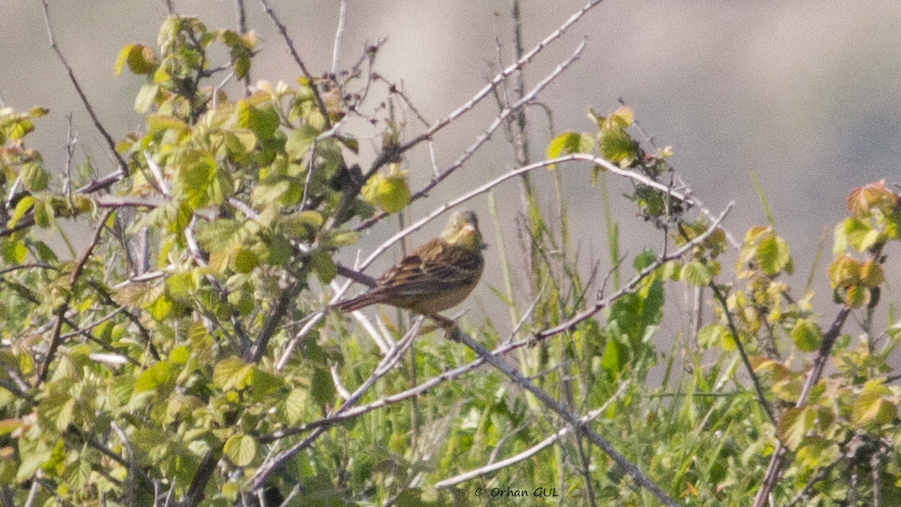 Ortolan Bunting