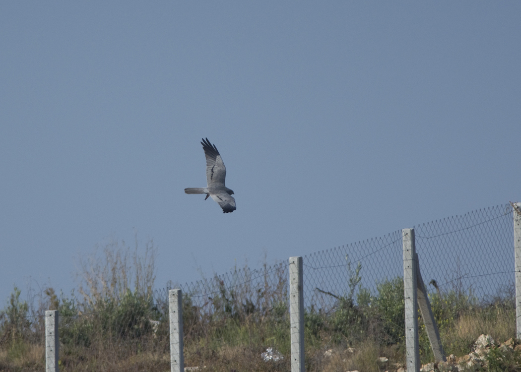 Çayır Delicesi