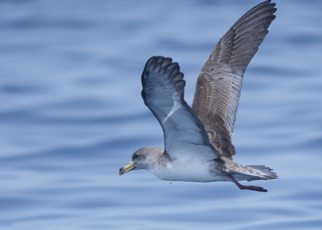 Scopoli`s Shearwater