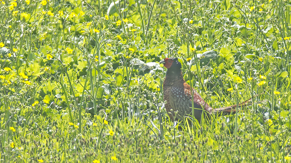 Common Pheasant