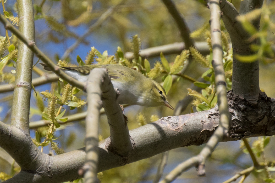 Wood Warbler