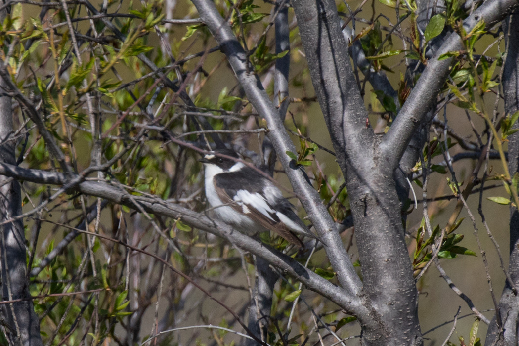 Alaca Sinekkapan