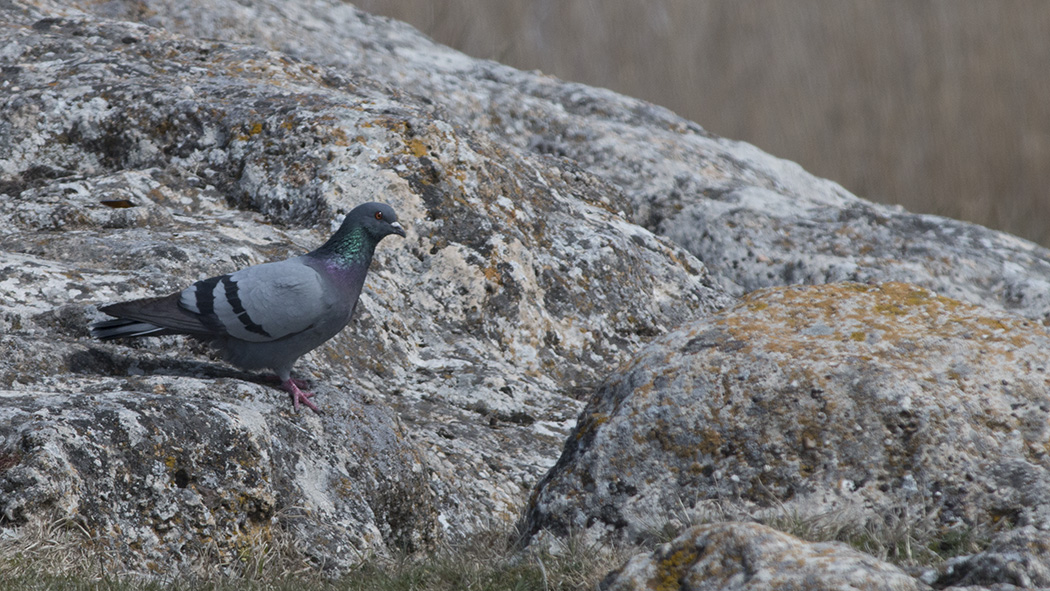 Rock Dove