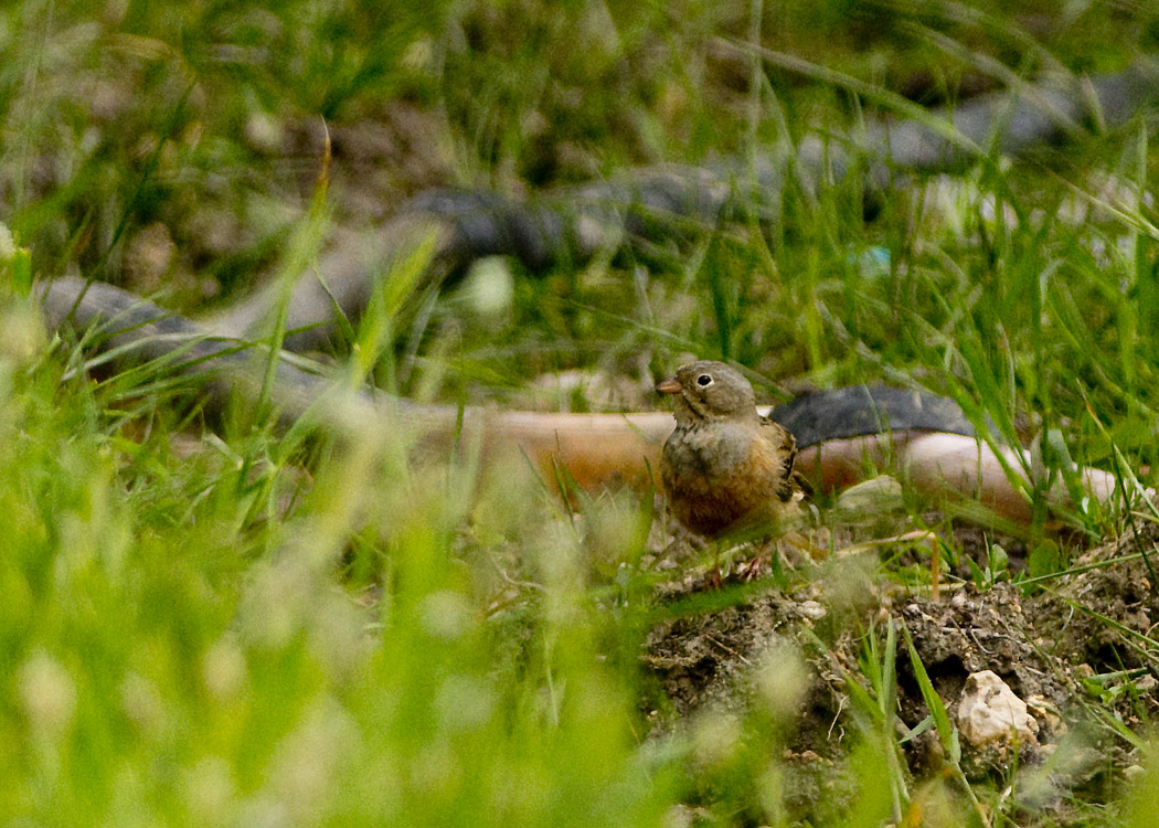 Ortolan Bunting