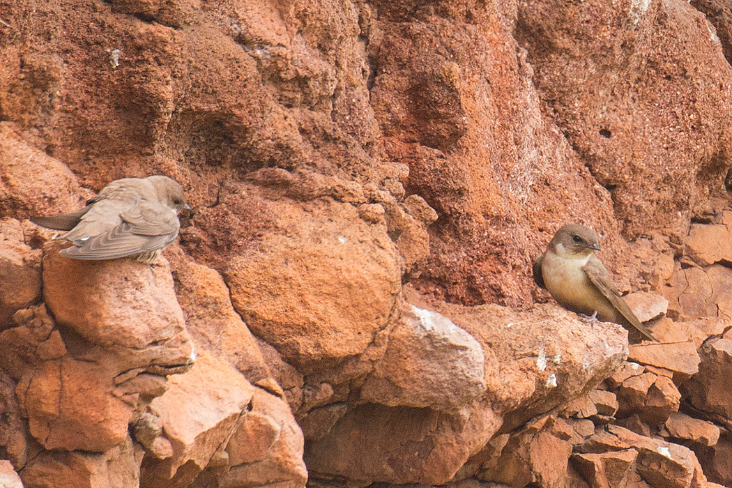 Eurasian Crag Martin