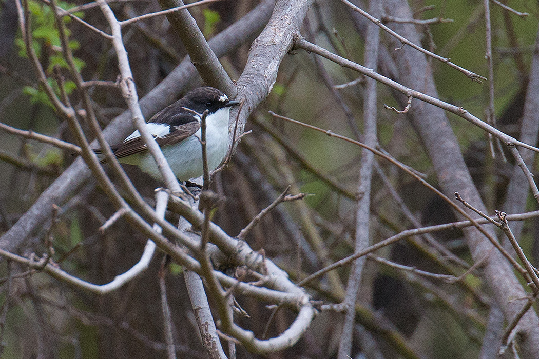European Pied Flycatcher