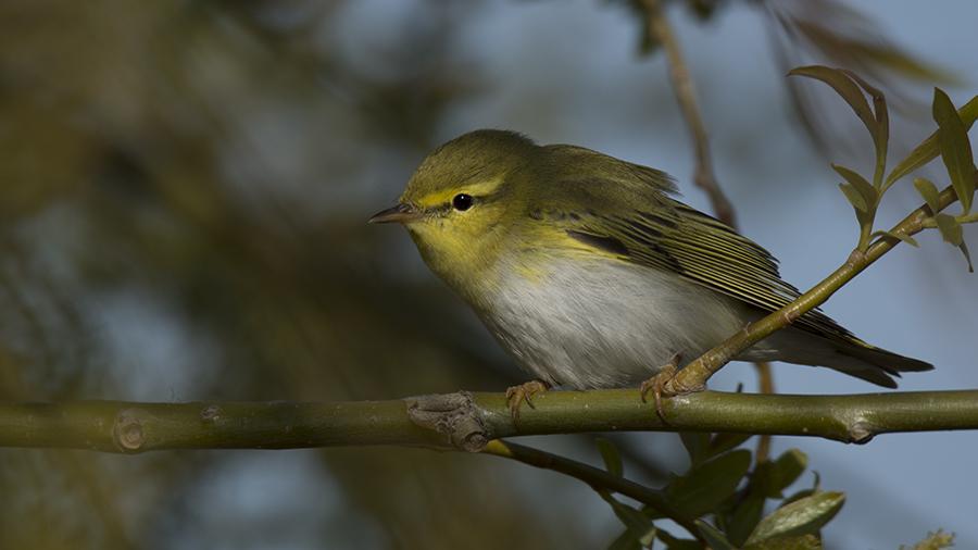 Wood Warbler