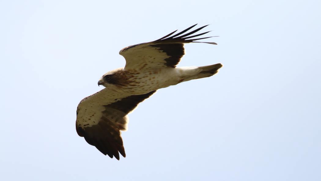 Küçük Kartal