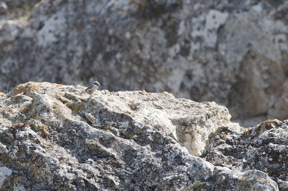 Western Rock Nuthatch