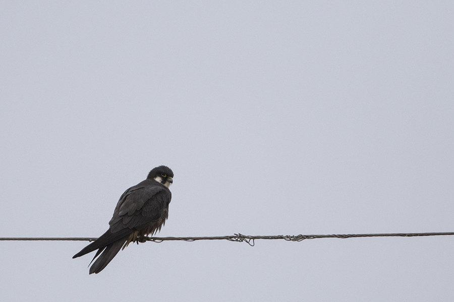 Eleonora`s Falcon
