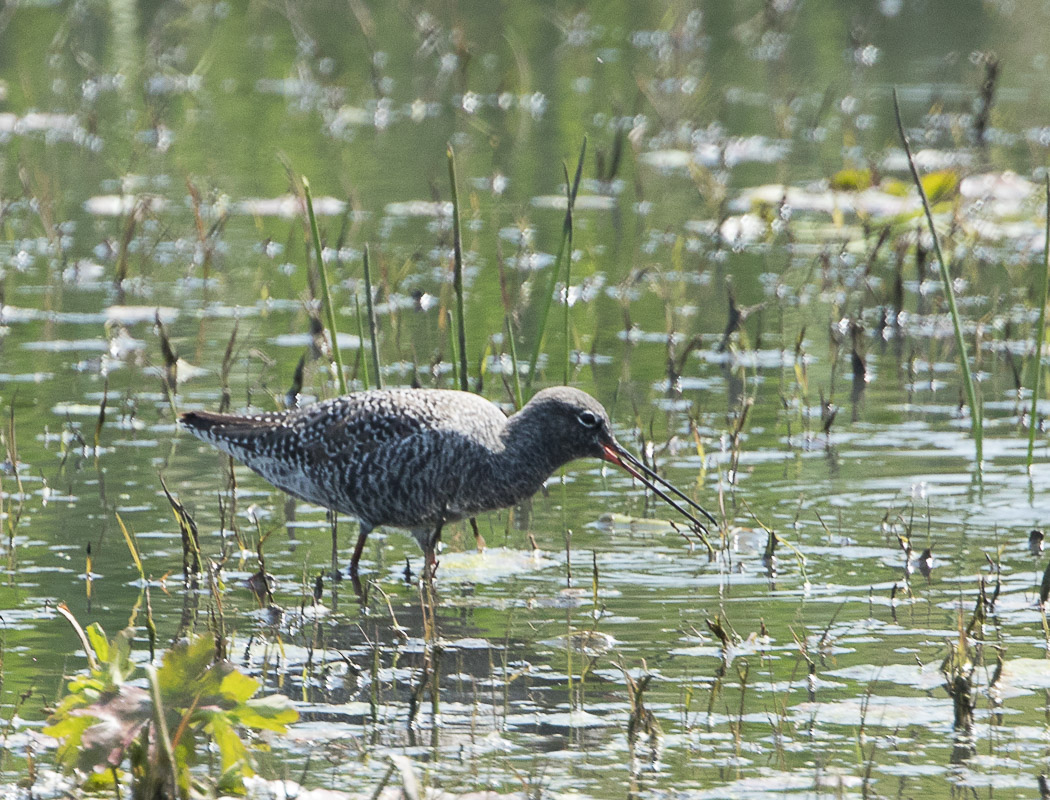 Spotted Redshank