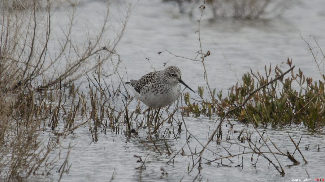 Marsh Sandpiper