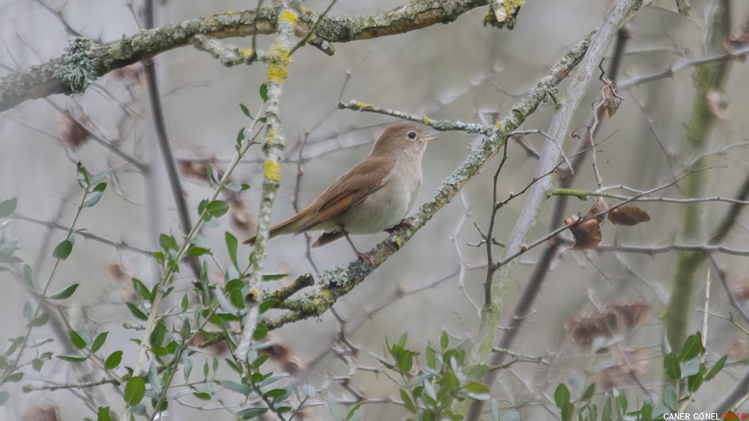 Common Nightingale