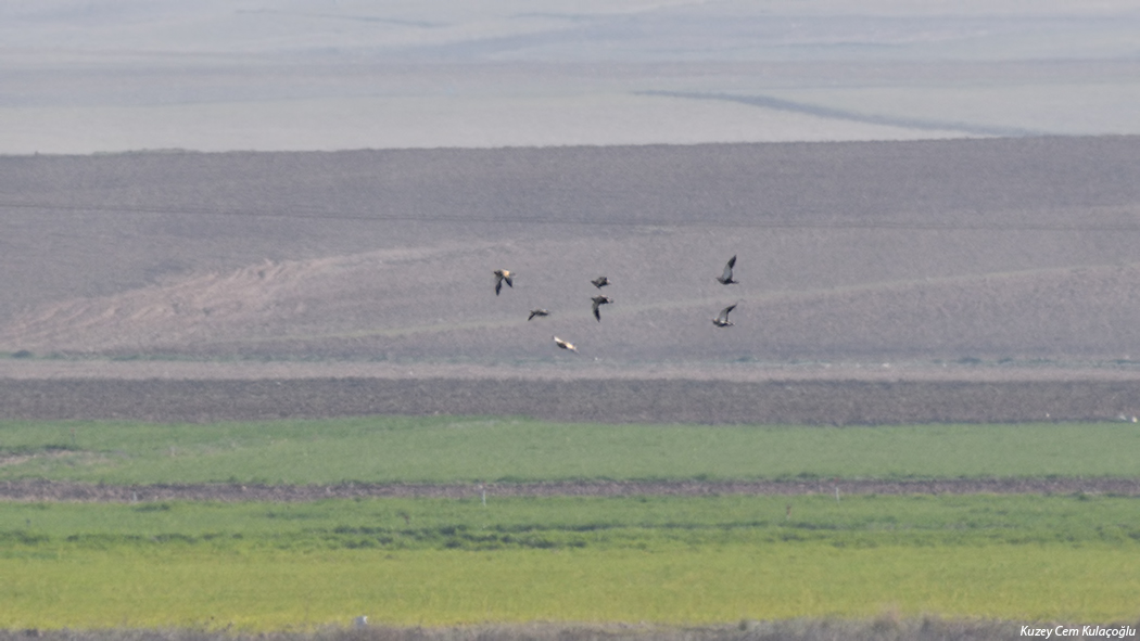 Black-bellied Sandgrouse