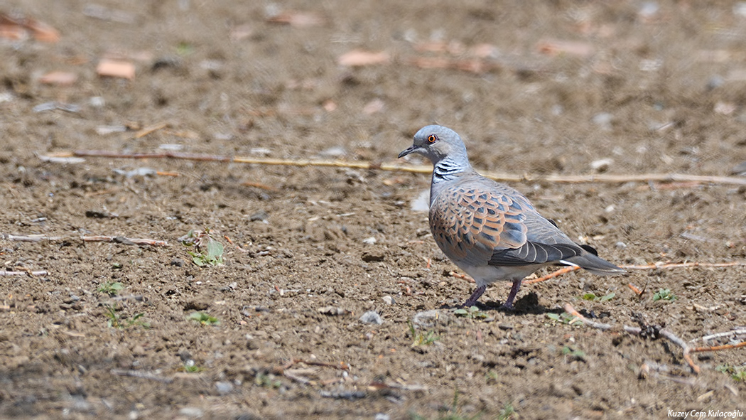 European Turtle Dove