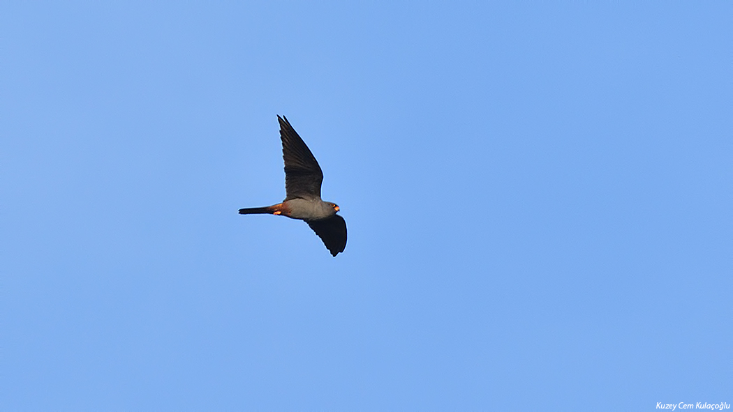 Red-footed Falcon