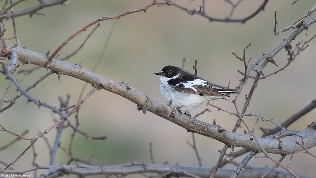 Semicollared Flycatcher