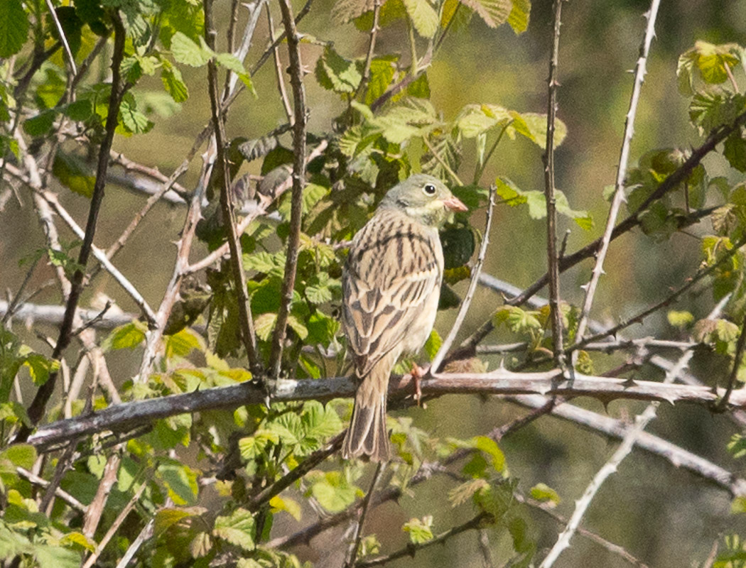 Ortolan Bunting