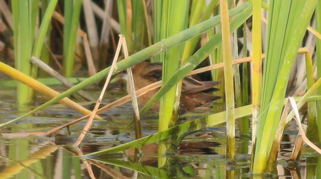 Little Crake