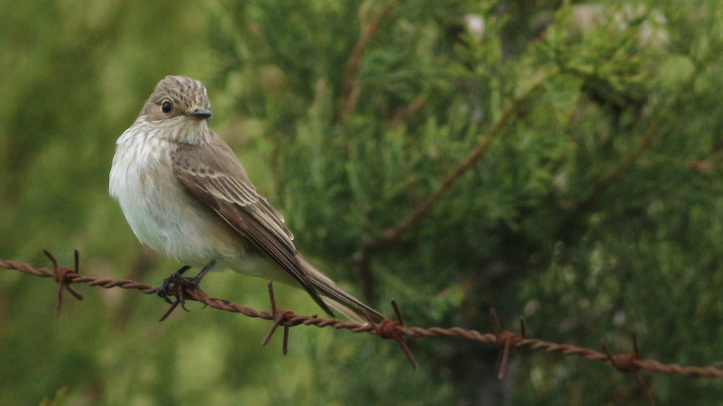 Spotted Flycatcher
