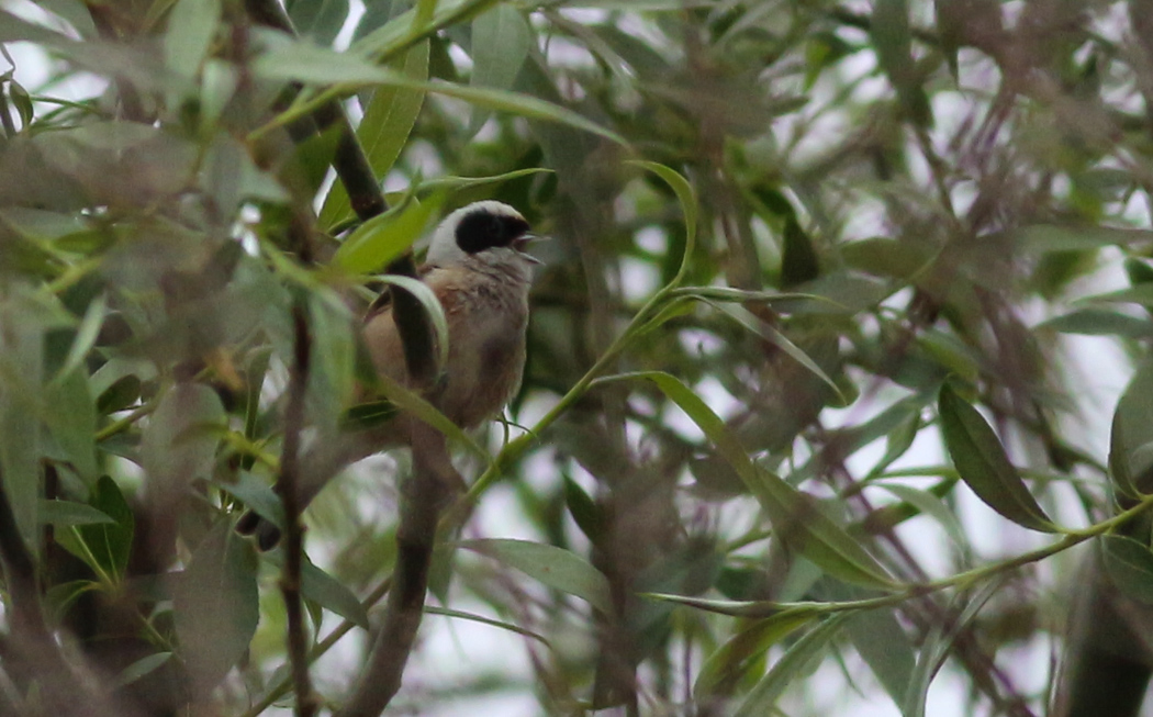 Eurasian Penduline Tit