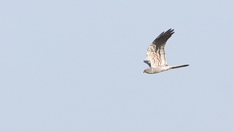 Montagu`s Harrier