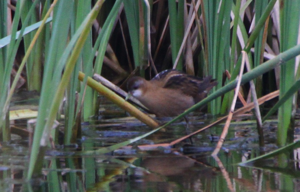 Little Crake