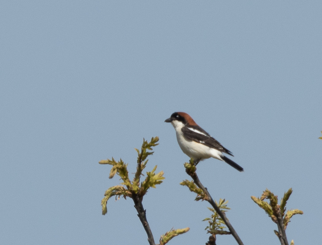 Woodchat Shrike