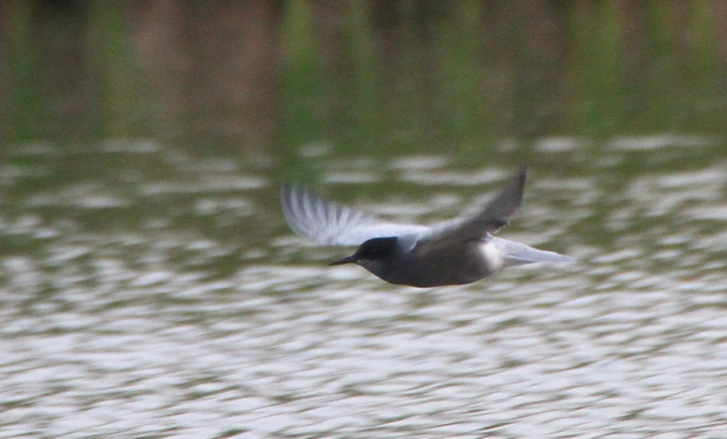 Black Tern