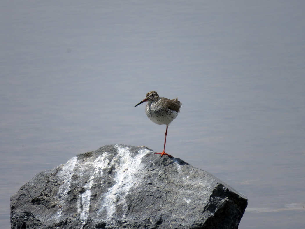 Common Redshank