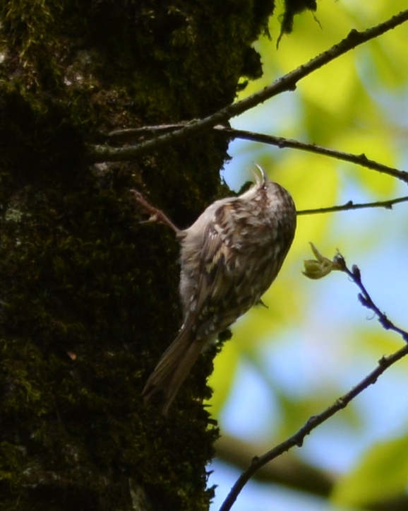 Short-toed Treecreeper
