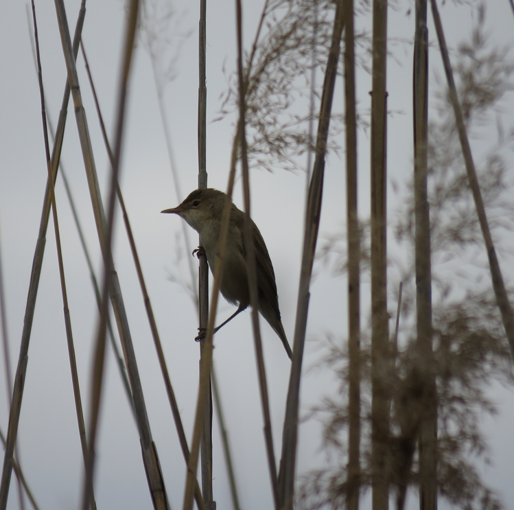 Common Reed Warbler