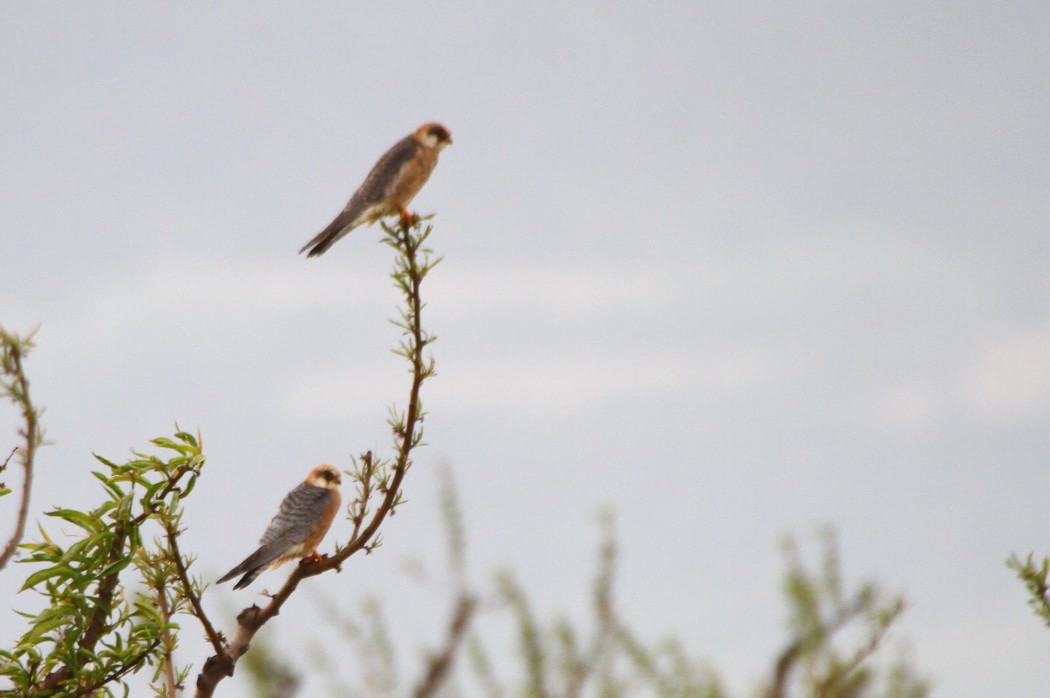 Red-footed Falcon