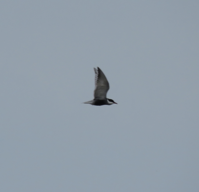 Whiskered Tern