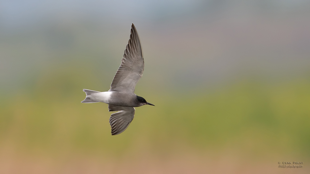 Black Tern
