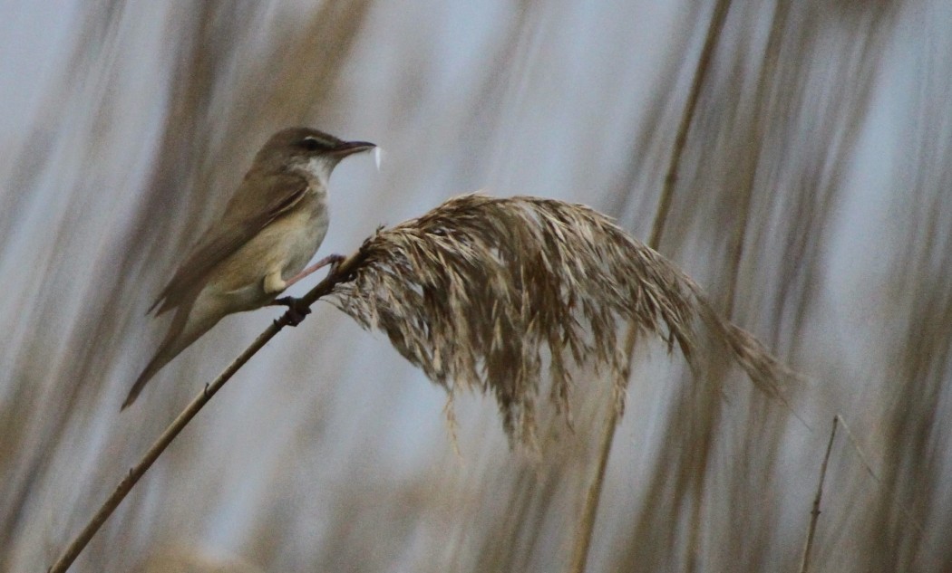 Great Reed Warbler