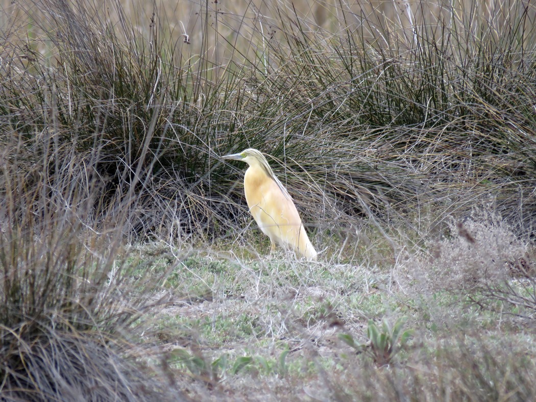 Squacco Heron