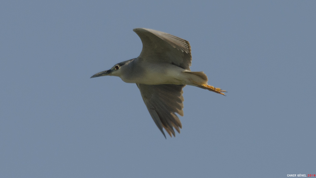 Black-crowned Night Heron